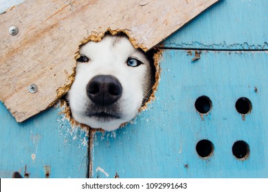 husky sticking his face out of the hole in his booth