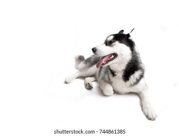 Husky White Background Stock Photo 744861385 | Shutterstock