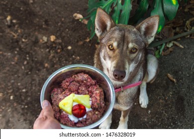 Husky Wolf Dog Sitting Waiting For Her Natural Raw Barf Diet Food Looking At Camera