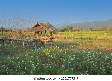 hut in a flower garden and green field rice,view beautiful backdrop in the north of Thailand