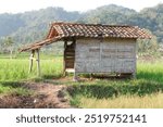 hut in the middle of rice fields