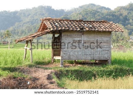 hut in the middle of rice fields