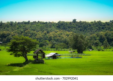 hut in rice field