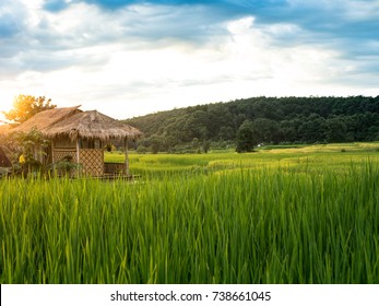 A hut in rice fields