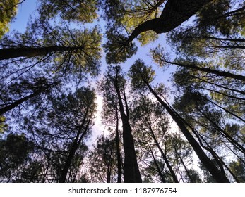 Hutan Pinus Di Tanah Mangunan Stock Photo 1187976754 | Shutterstock