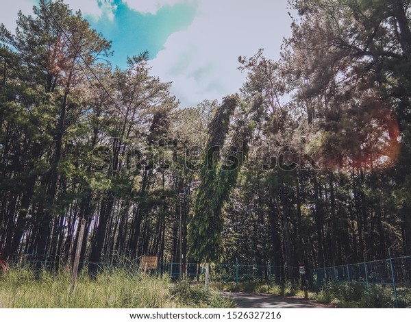 Hutan Pinus Mentaos Pines Forest Middle Stock Photo Edit Now Hutan Pinus Mentaos Pines Forest Middle Stock Photo Edit Now