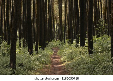 Hutan Pinus Images Stock Photos Vectors Shutterstock