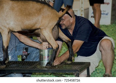 Hutchinson Kansas, USA, 18th September, 2015
Goat Milking Contest At The Kansas State Fair Today In Hutchinson. 
