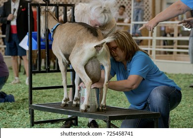 Hutchinson Kansas, USA, 18th September, 2015
Goat Milking Contest At The Kansas State Fair Today In Hutchinson. 
