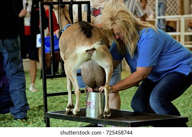 Hutchinson Kansas, USA, 18th September, 2015
Goat Milking Contest At The Kansas State Fair Today In Hutchinson. 
