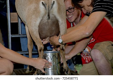 Hutchinson Kansas, USA, 18th September, 2015
Goat Milking Contest At The Kansas State Fair Today In Hutchinson. 
