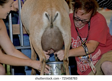 Hutchinson Kansas, USA, 18th September, 2015
Goat Milking Contest At The Kansas State Fair Today In Hutchinson. 
