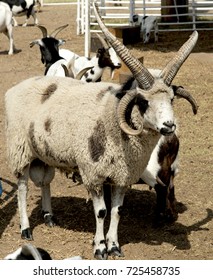 Hutchinson, Kansas.USA, 18th September, 2015
Goats At The Petting Zoo At The Kansas State Fair In Hutchinson. 