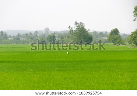 The huts and a white bird It was hovering down the middle of the field.