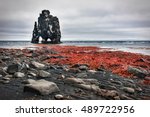 Hvitserkur is a  rock in the sea on the Northern coast of Iceland.  Red algae and big stones, dramatic sky. 