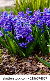 Hyacinth in bloom in spring garden. Hyacinth is a genus of plants in the Asparagus family