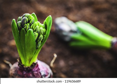 hyacinth bulb