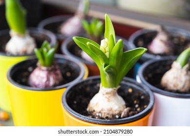 Hyacinth Bulbs Growing In Flower Pots. Spring Flowers On The Windowsill