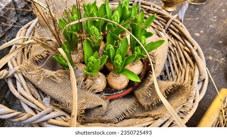 Bombillas de hidromasaje con hojas frescas jóvenes preparadas para plantarlas en el jardín en las camas.
