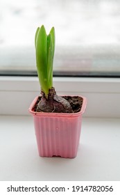 Hyacinth Is The First Spring Flower On A Snowy Windowsill. Early Spring Concept
