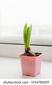 Hyacinth Is The First Spring Flower On A Snowy Windowsill. Early Spring Concept
