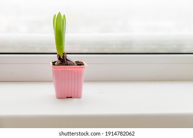 Hyacinth Is The First Spring Flower On A Snowy Windowsill. Early Spring Concept
