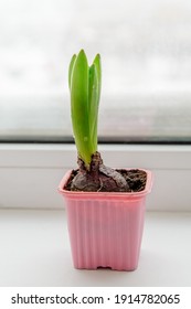 Hyacinth Is The First Spring Flower On A Snowy Windowsill. Early Spring Concept
