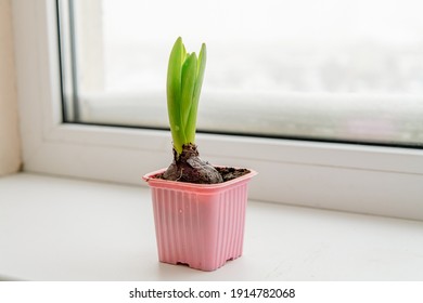 Hyacinth Is The First Spring Flower On A Snowy Windowsill. Early Spring Concept
