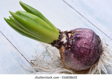Hyacinth flower bulb with roots on wooden background