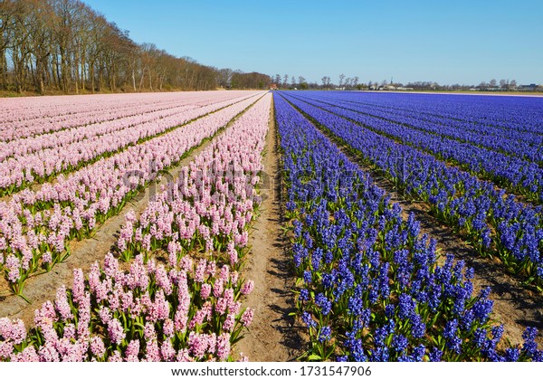 オランダ リスセ ヒレゴム州ツイド ホランド 南オランダ 近くの春のヒヤシンスの花畑 の写真素材 今すぐ編集