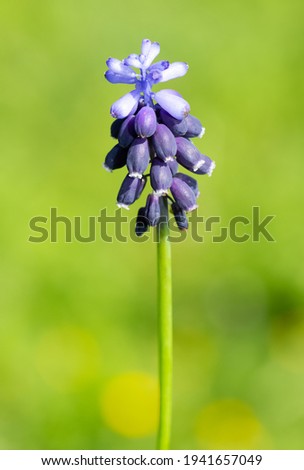 Similar – Medicinal plant Lavender