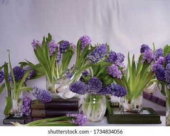 Hyacinth Flowers Abundant Chaotically Organized Purple Pink Blue Green In Water Glass Vases Falling Or Tipping Over