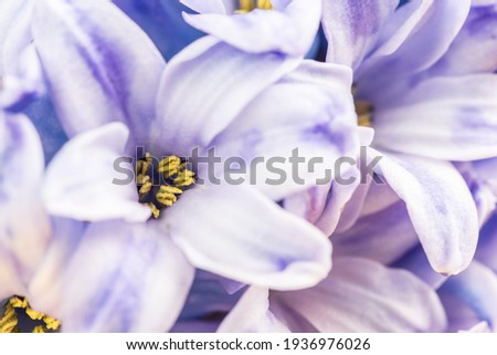 hyacinth flowers macro purple background, shallow debth of field Stock photo © 
