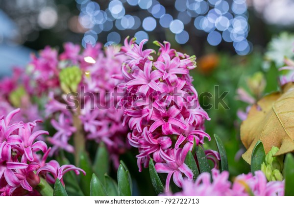 TÌNH YÊU CÂY CỎ ĐV 5 - Page 68 Hyacinth-hyacinthus-litwinowii-orientalis-600w-792722713