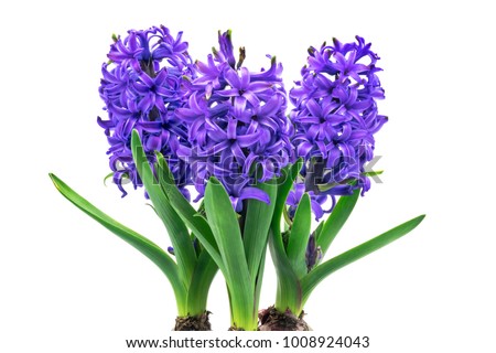 Hyacinth isolated, plant in bloom with blue flower head