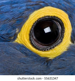 Hyacinth Macaw, 1 Year Old, Close Up On Eye