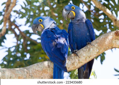 Hyacinth Macaw