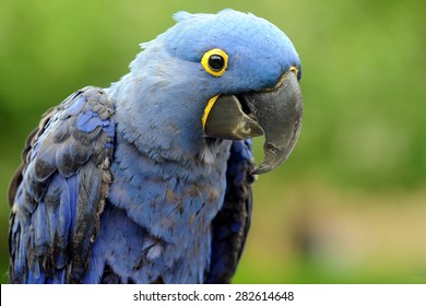 Hyacinth Macaw