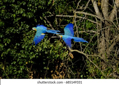 Hyacinth Macaw