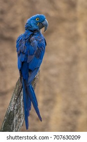 Hyacinth Macaw