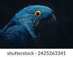 The Hyacinth Macaw (Anodorhynchus hyacinthinus) 