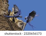 Hyacinth Macaw, anodorhynchus hyacinthinus, Adults in Flight