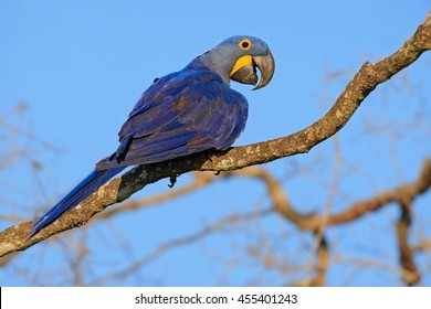Hyacinth Macaw, Anodorhynchus hyacinthinus, big blue parrot sitting on the branch with dark blue sky, Pantanal, Bolivia, South America.