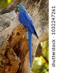 Hyacinth Macaw, Anodorhynchus hyacinthinus, blue parrot. Portrait of big blue parrot, Pantanal, Argentina, South America. Beautiful rare bird in the nature habitat.