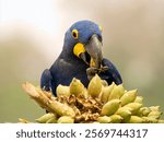 Hyacinth Macaw, Anodorhynchus hyacinthinus, Brazil, South America