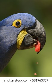Hyacinth Macaw - Anodorhynchus hyacinthinus, Brazil