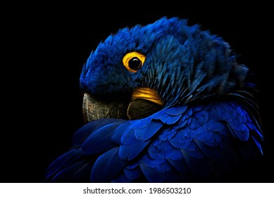 The Hyacinth Macaw (Anodorhynchus hyacinthinus) detail portrait on black background - Powered by Shutterstock