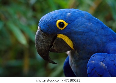 Hyacinth Macaw (Anodorhynchus hyacinthinus) detail parrot and looking for food