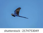 Hyacinth Macaw Anodorhynchus hyacinthinus Flying in Blue Sky