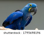 The hyacinth macaw (Anodorhynchus hyacinthinus), or hyacinthine macaw or blue macaw perched on a branch in South America.